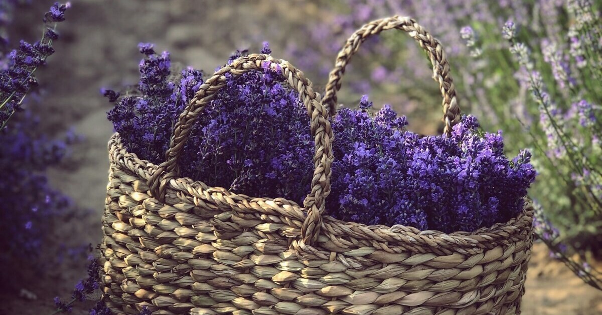 La lavanda é uno dei fiori scelti per preparare l'acqua di San Giovanni