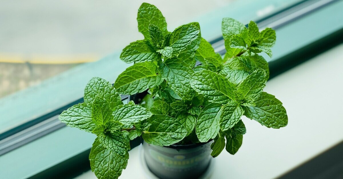 La menta stimola e rinfresca per questo é usata nell'acqua di San Giovanni