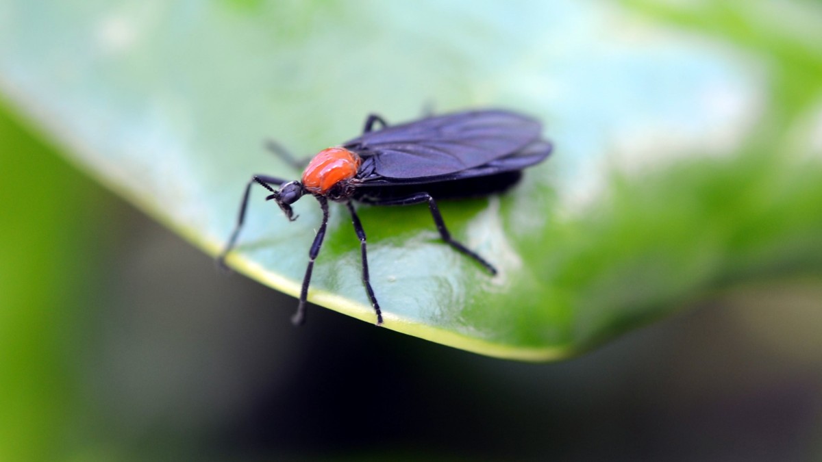 love bugs