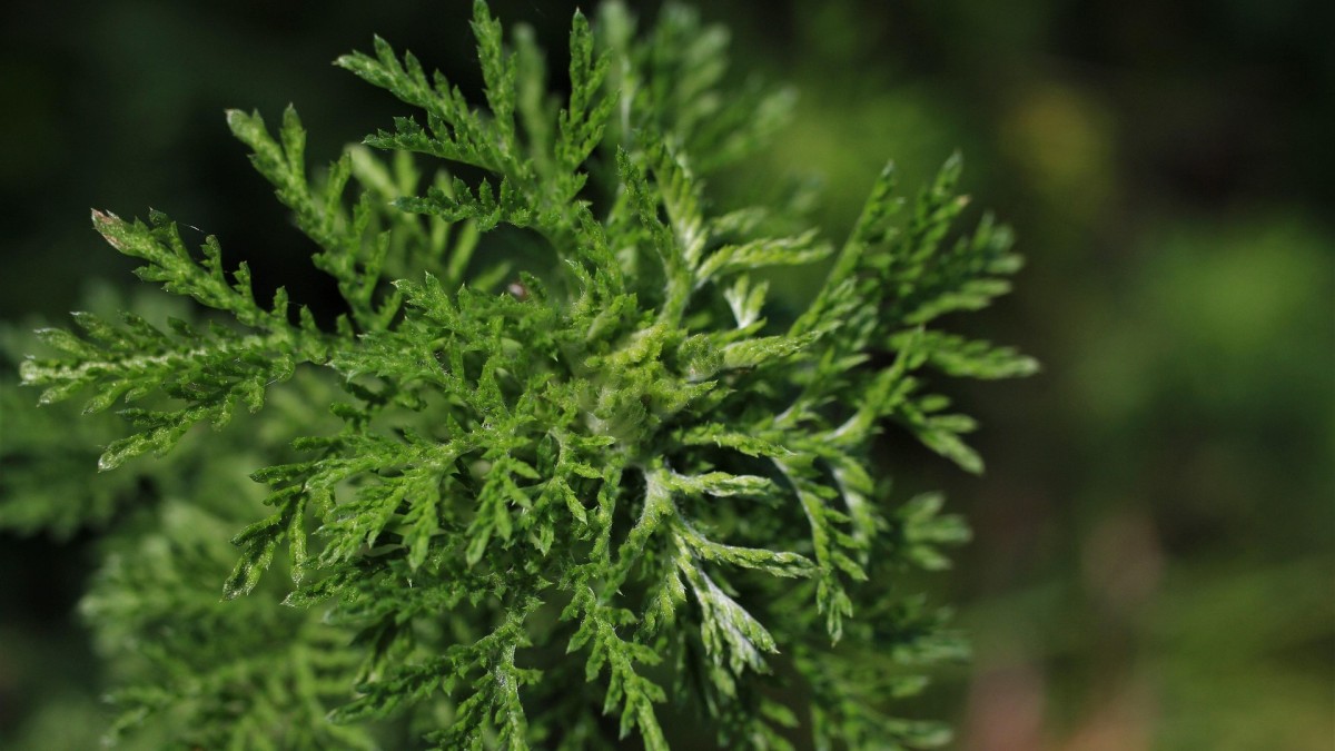 pianta di artemisia