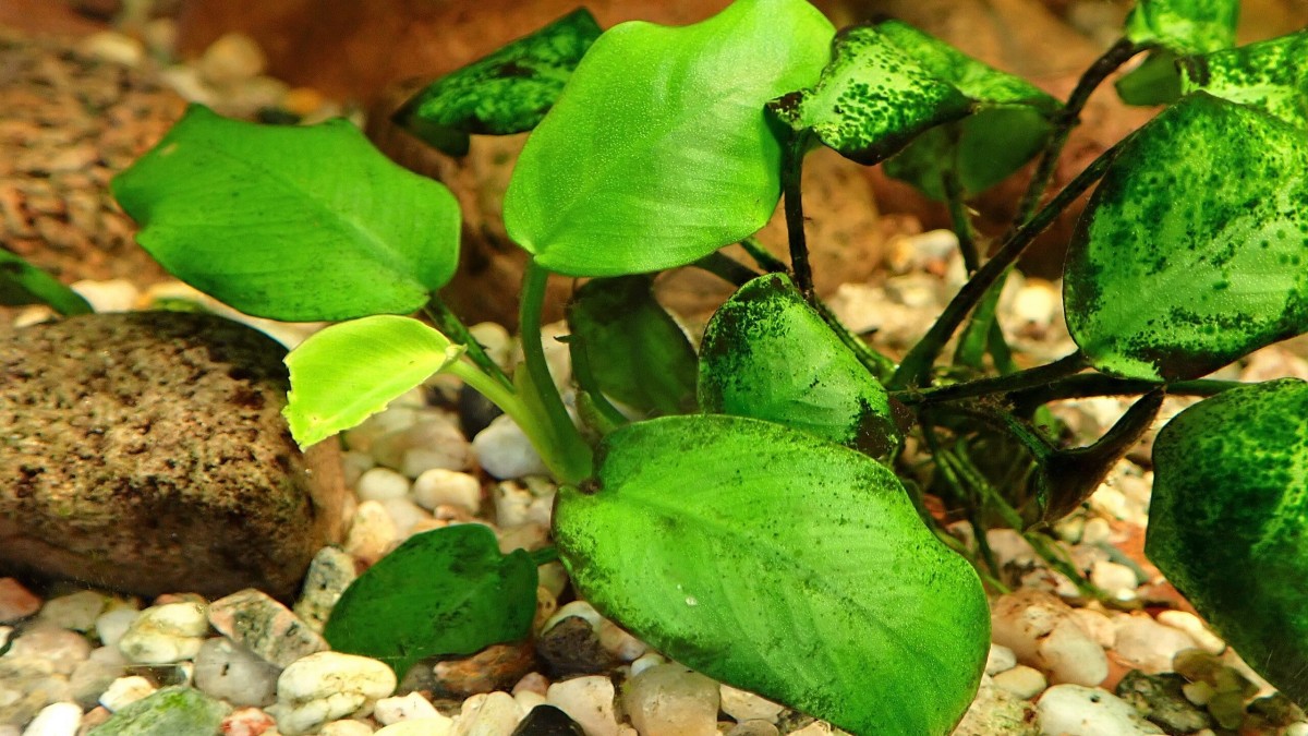 piante acquario galleggianti