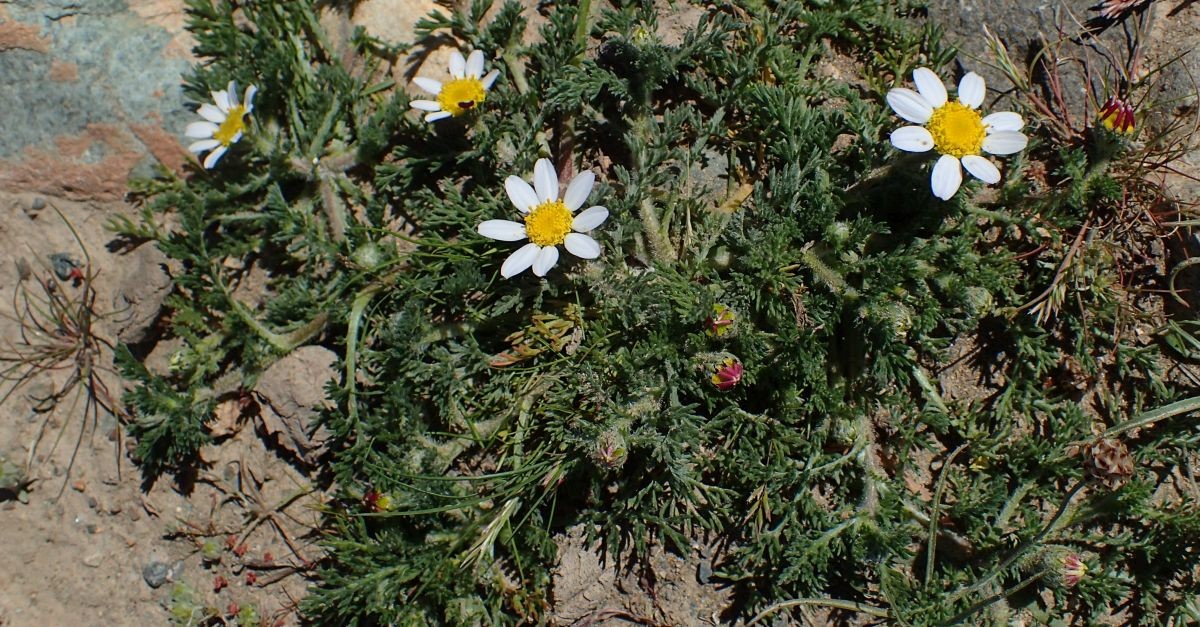 arbusto con fiori di piretro 