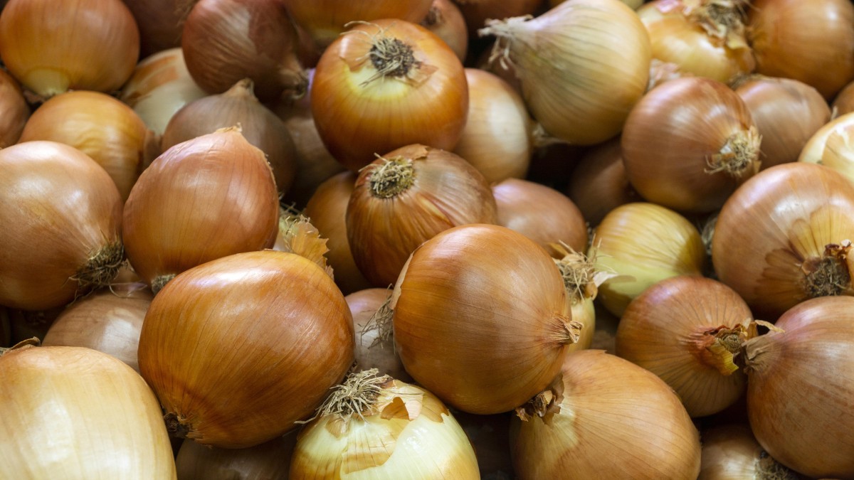 come piantare le cipolle