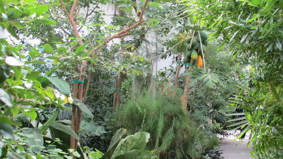orto botanico padova