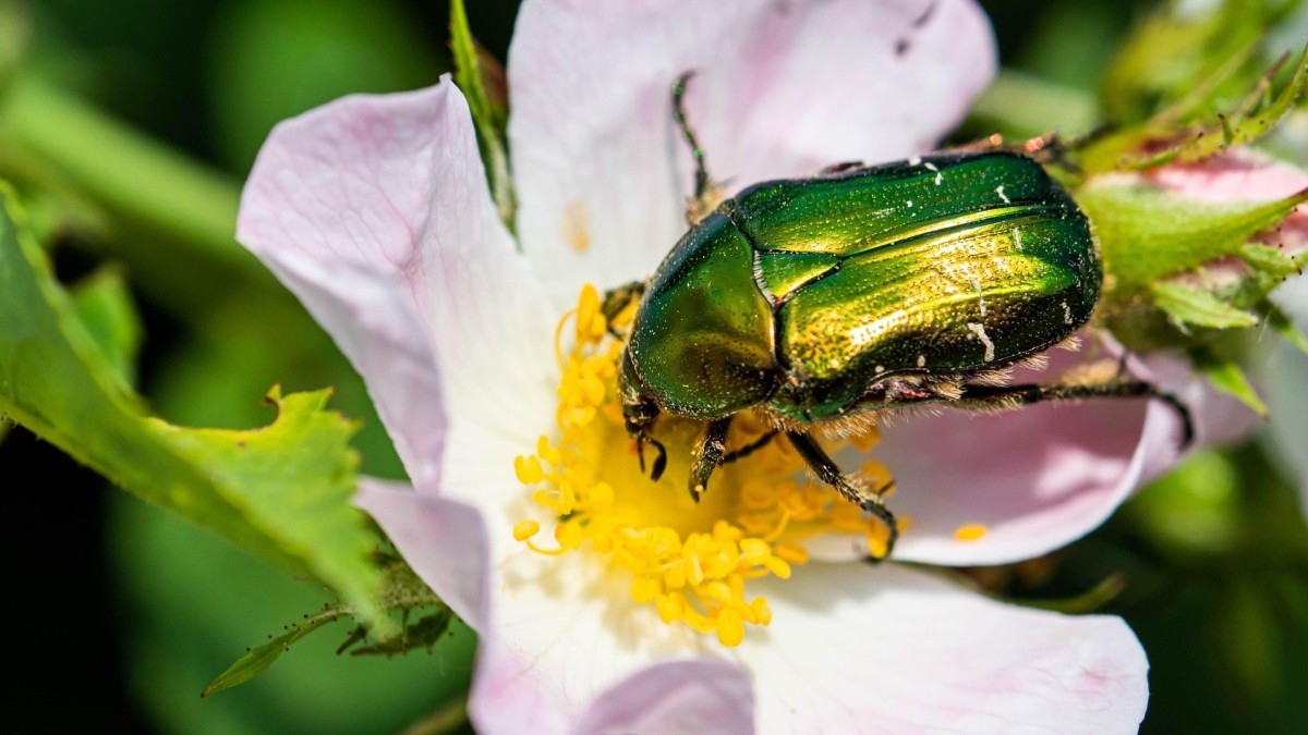 cetonia