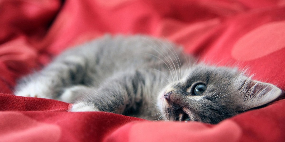 Cucce per gatti fai da te per esterno