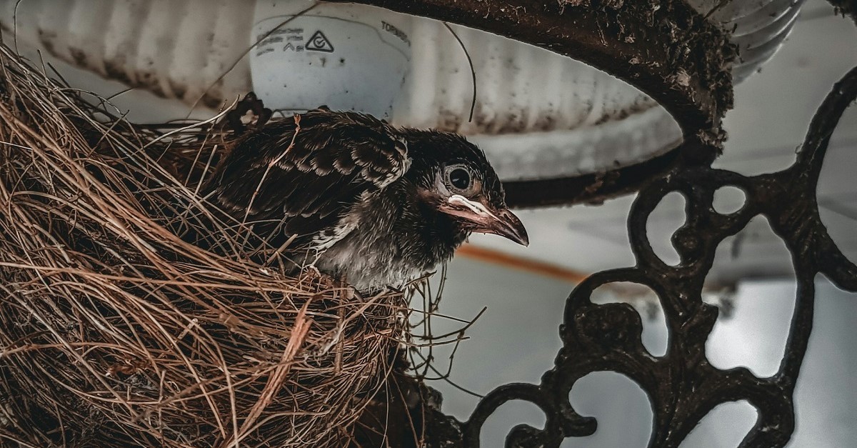 Un pulcino di merlo nel nido di un balcone