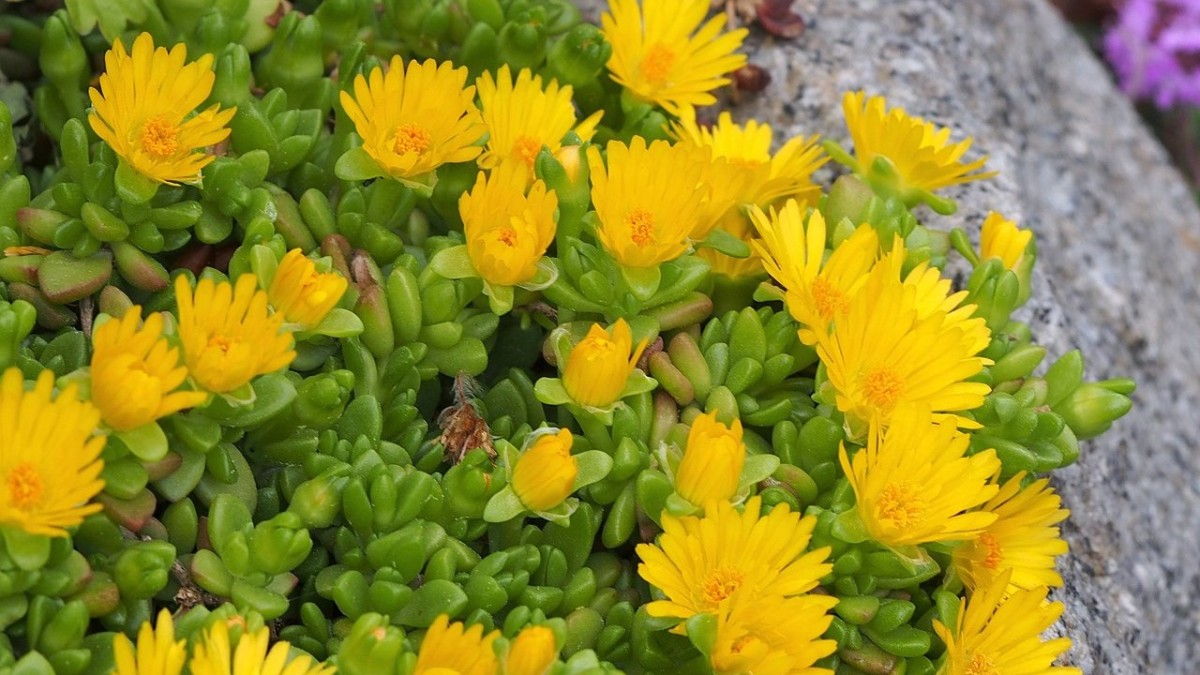 delosperma fioritura