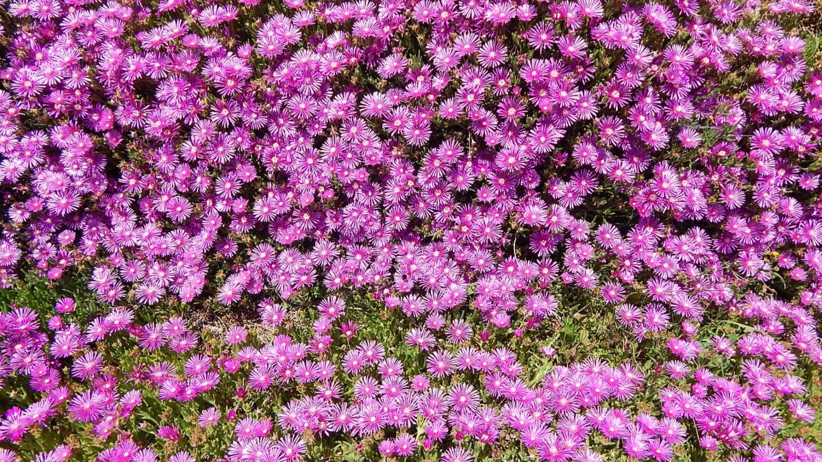 delosperma fioritura