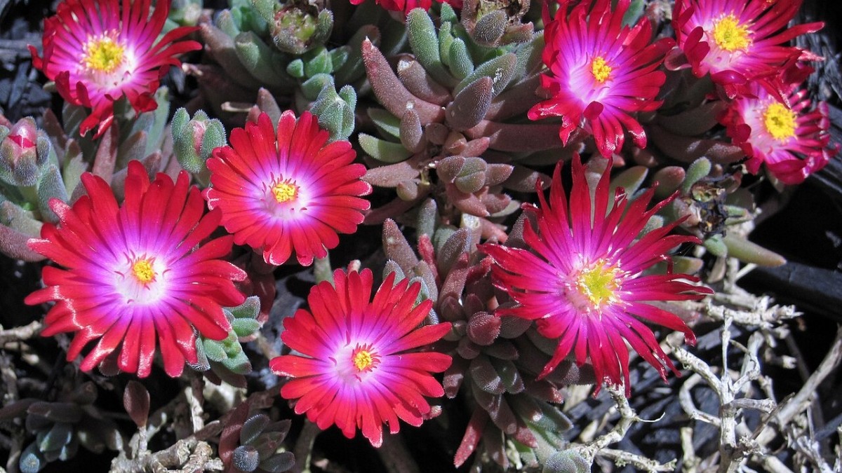 delosperma fioritura