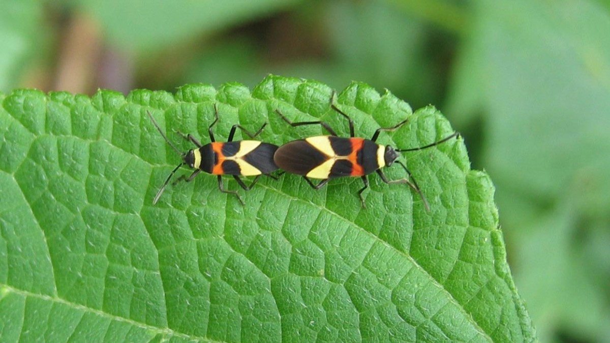 love bugs