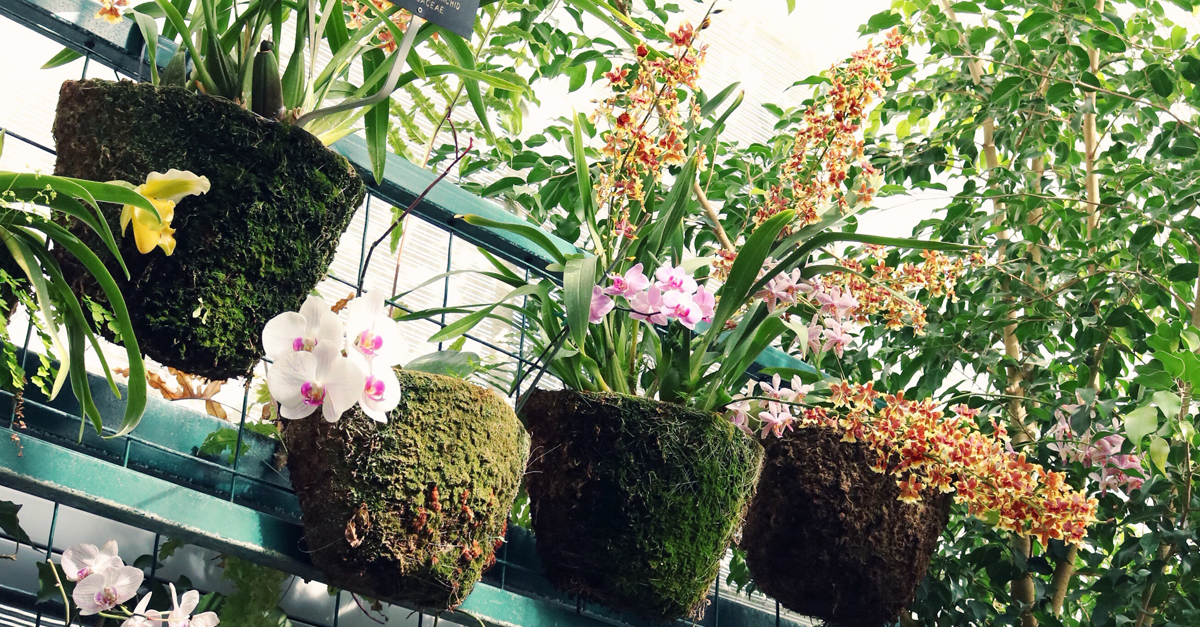 vasi e piante in un giardino verticale