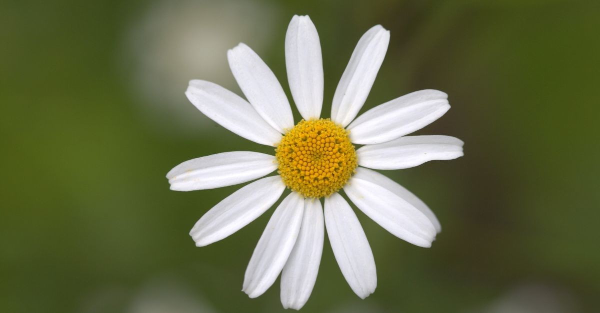 fiore di Pyrethrum parthenifolium 