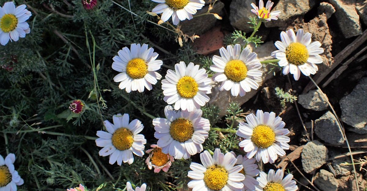 Fiori di Anacyclus pyrethrum 