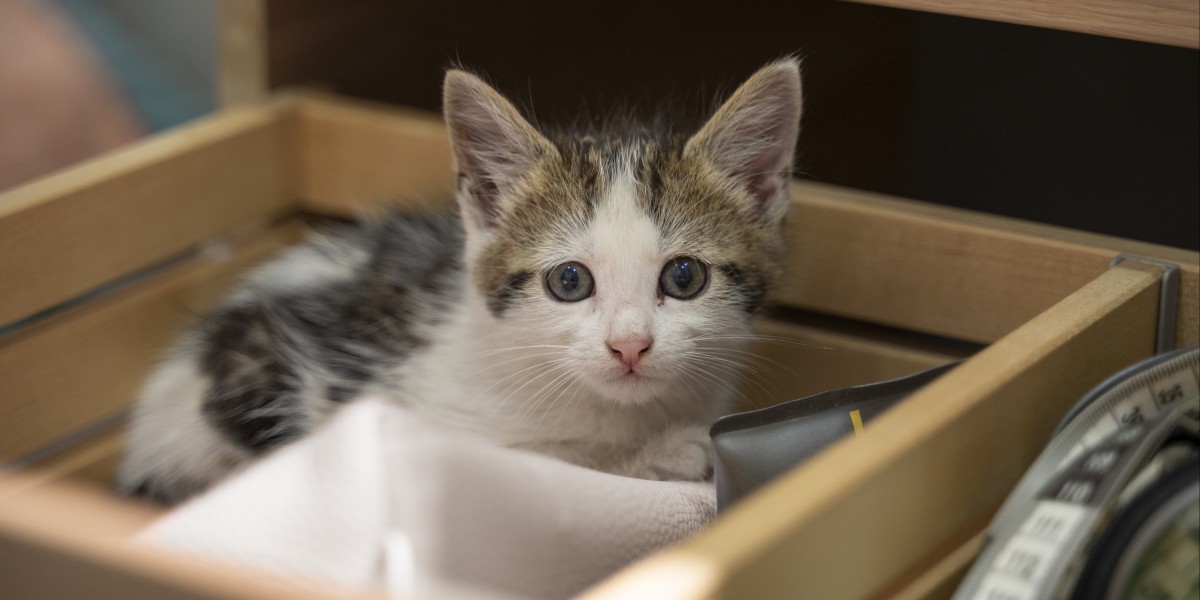 Cucce per gatti fai da te per esterno