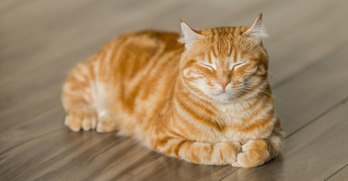 gatto rosso che sonnecchia