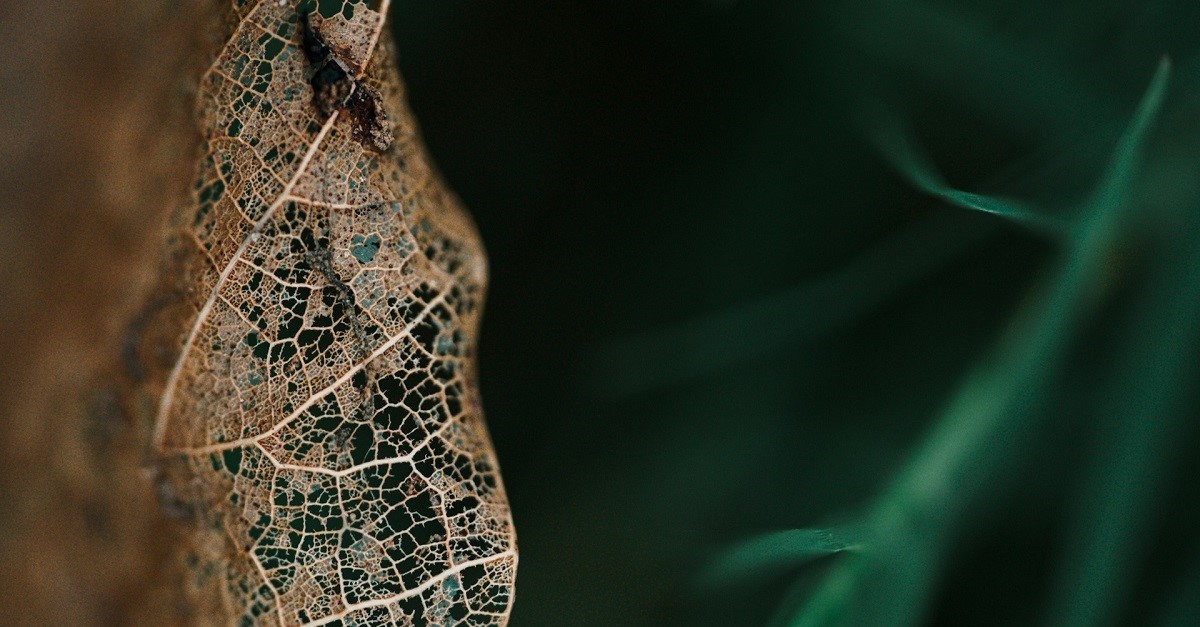 I coleotteri si nutrono del tessuto delle foglie lasciandone intatte le nervature: il risultato è questo aspetto scheletrizzato