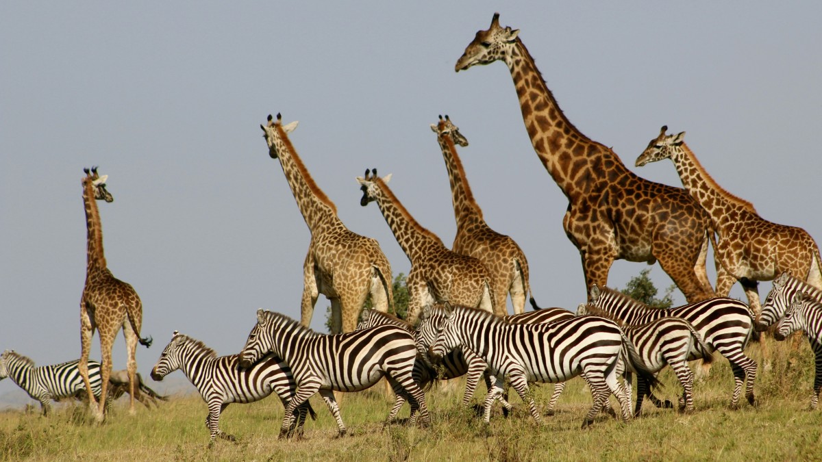 safari hopping