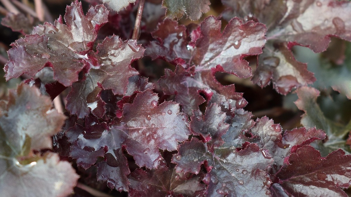 heuchera vaso