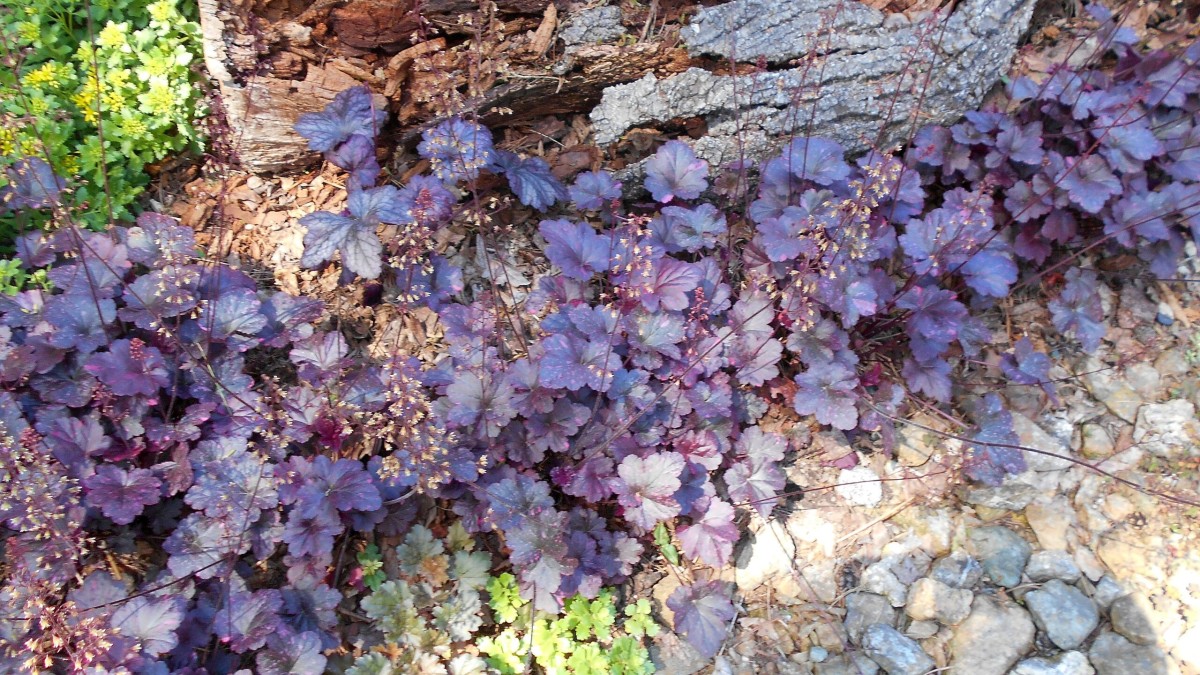 heuchera vaso