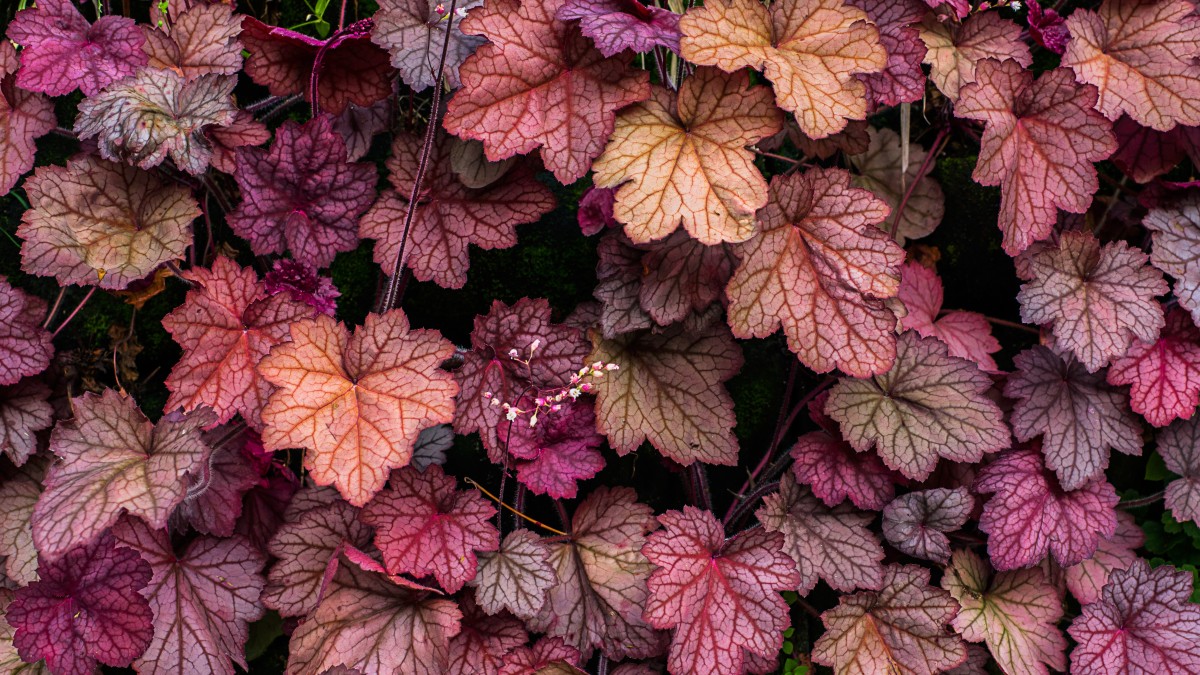 heuchera vaso