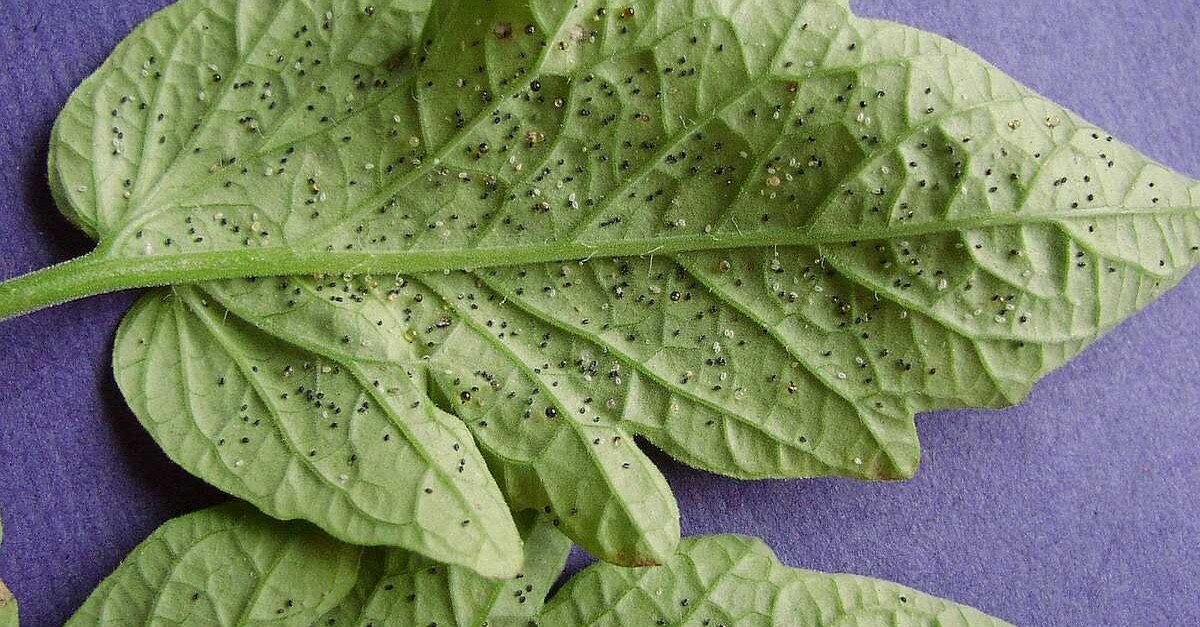 larve di mosche bianche sulle piante