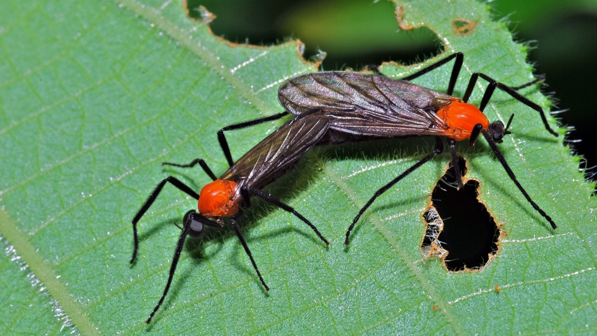 love bugs