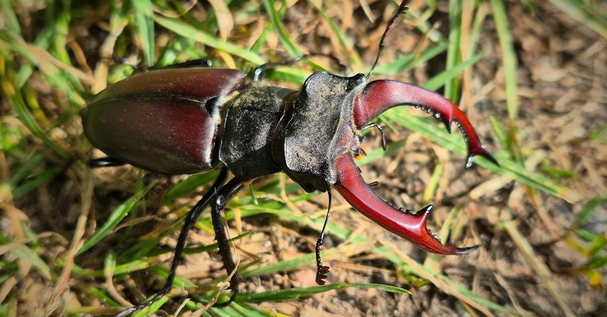 Un cervo volante sull'erba di un prato