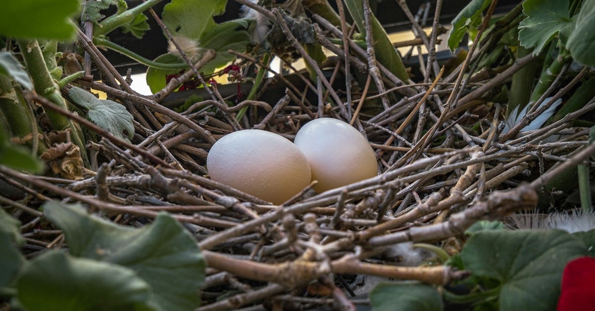 Un nido di uccelli sul balcone di una casa