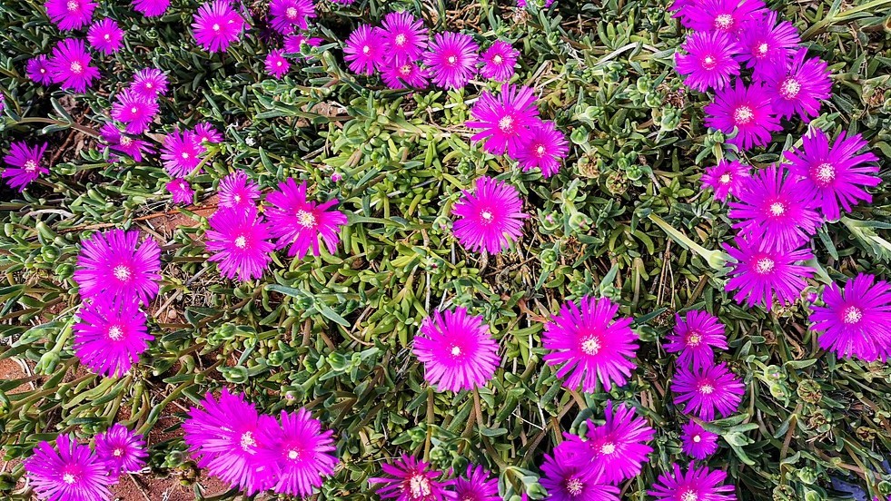 delosperma fioritura