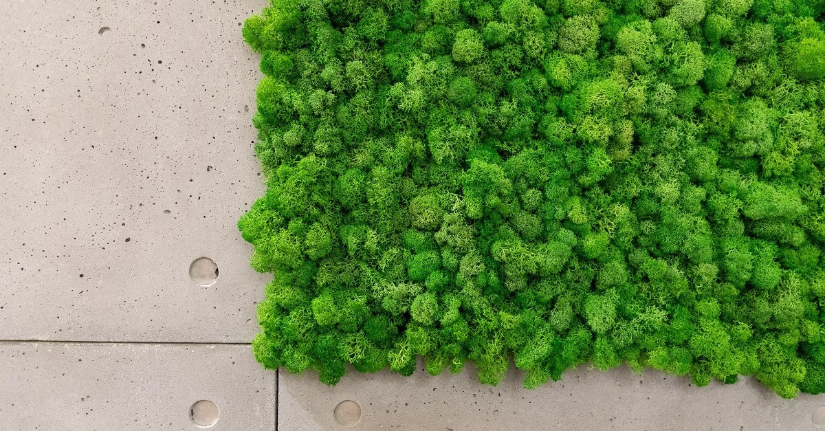 Una parete con muschio stabilizzato 