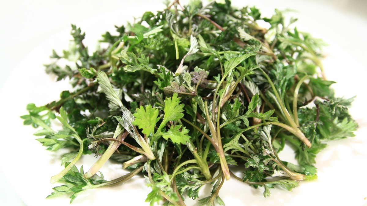 pianta di artemisia