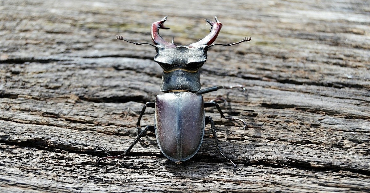 Un cervo volante riposa su un tronco di legno stagionato