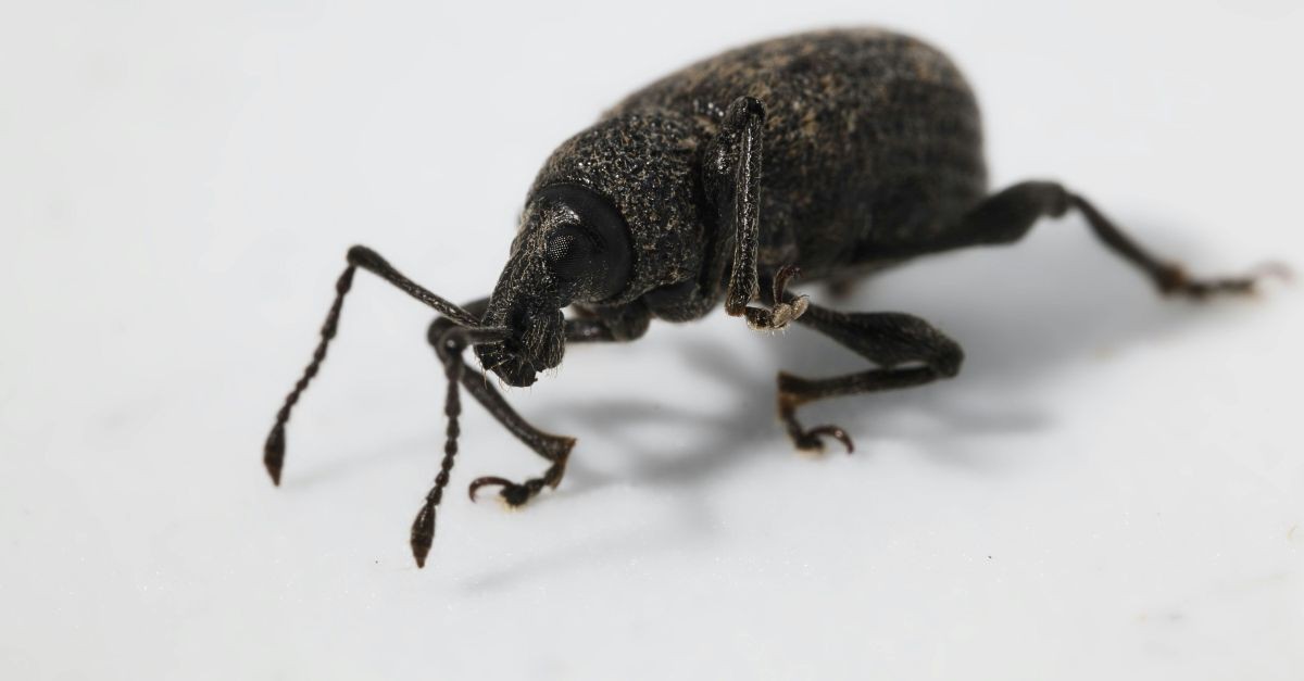 oziorrinco dettaglio
