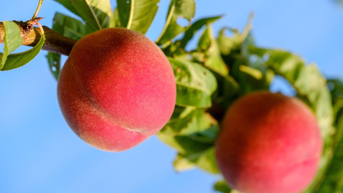 nocciolo della pesca