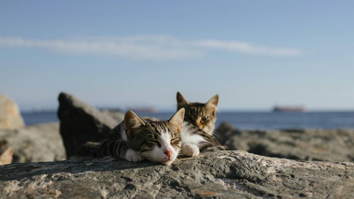 dove andare in vacanza se ami i gatti