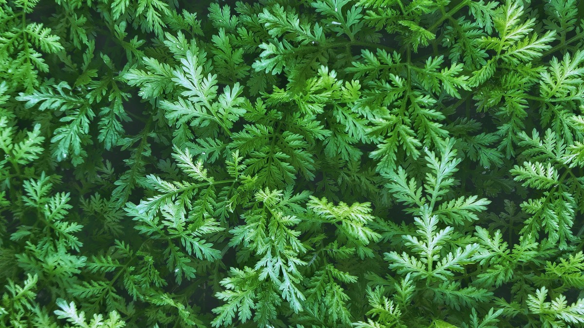 pianta di artemisia