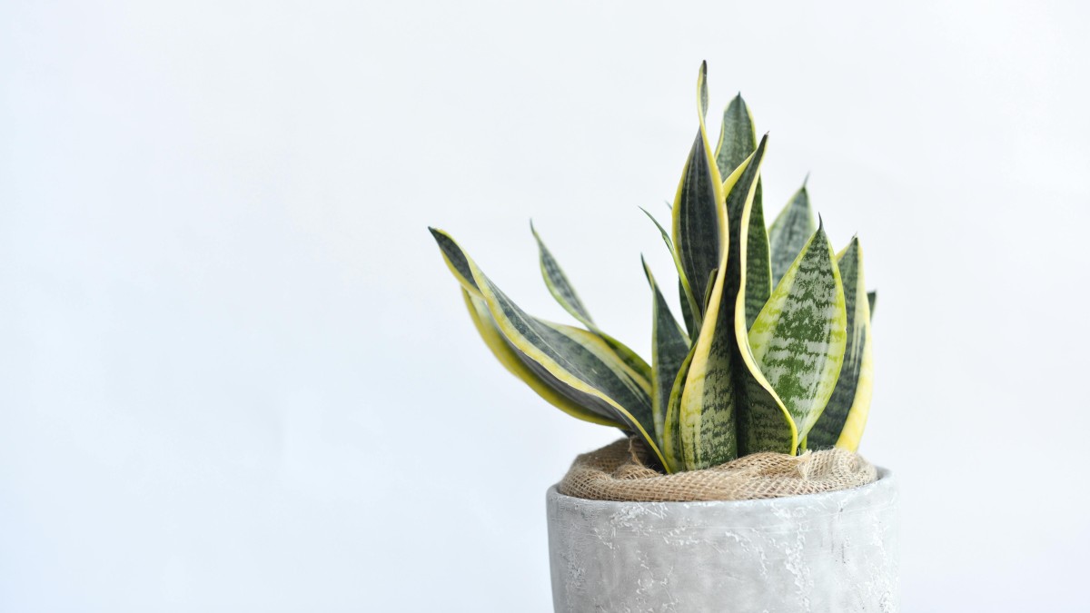 sansevieria pianta serpente