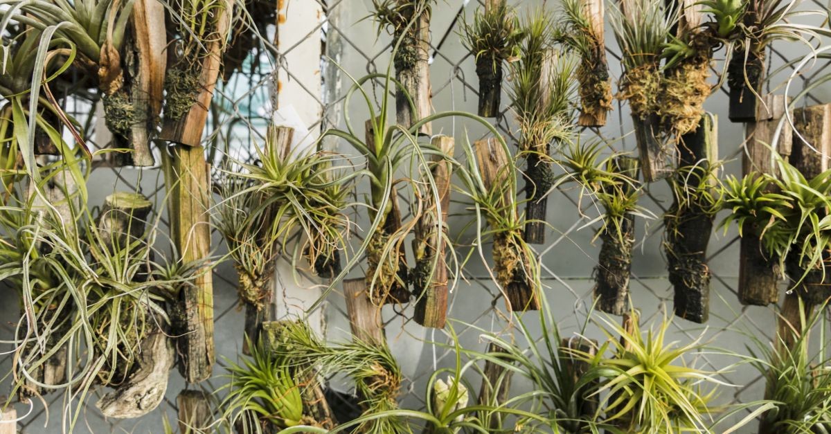 piante sospese in rete