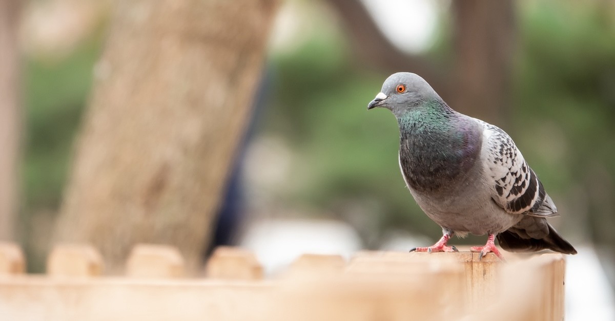 piccione sulla ringhiera del balcone