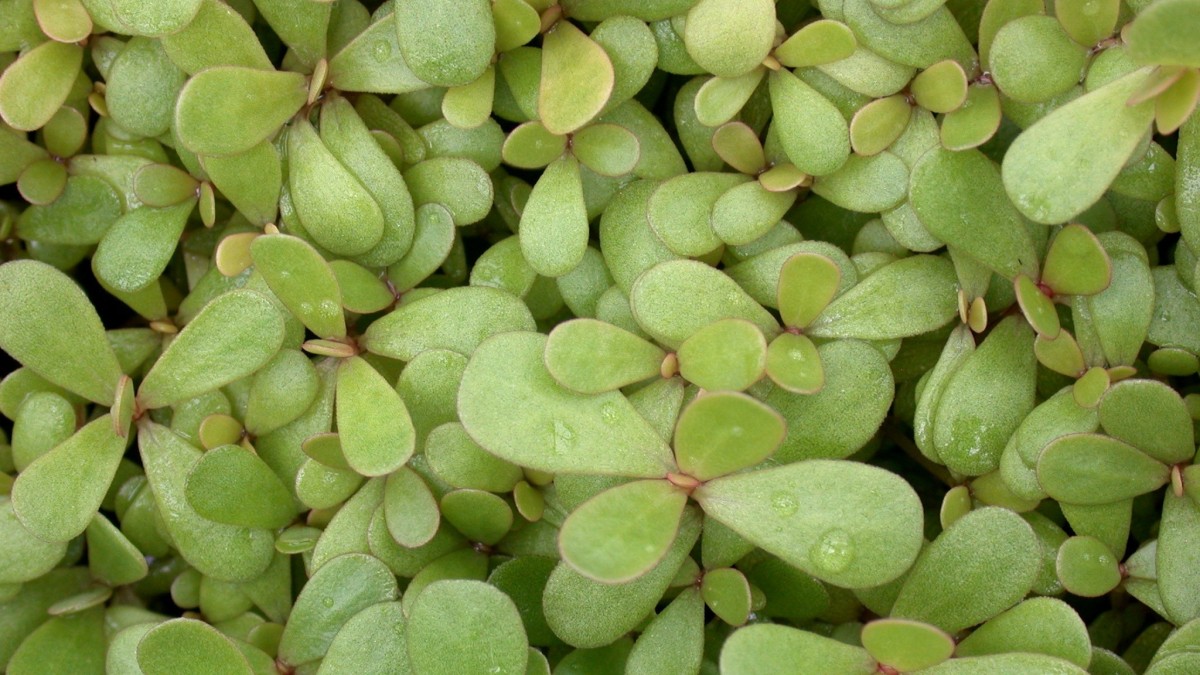 portulaca cura