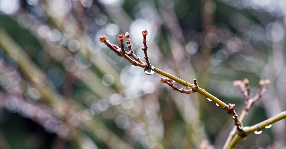 ramo con gocce d'acqua