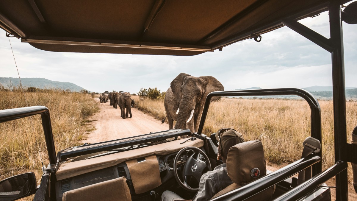 safari hopping