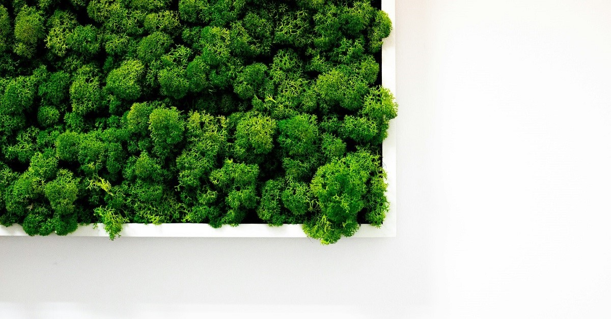 Il muschio stabilizzato è realizzato con materiali naturali e sostenibili