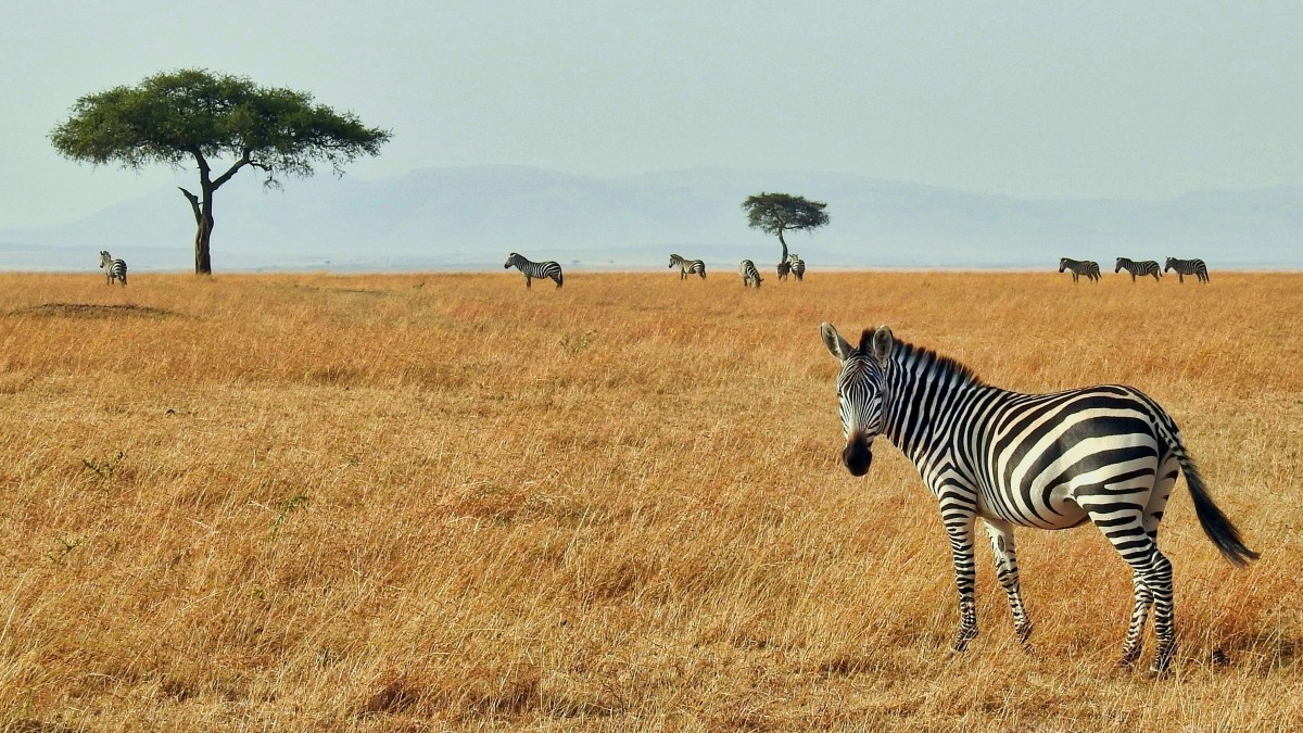 safari hopping