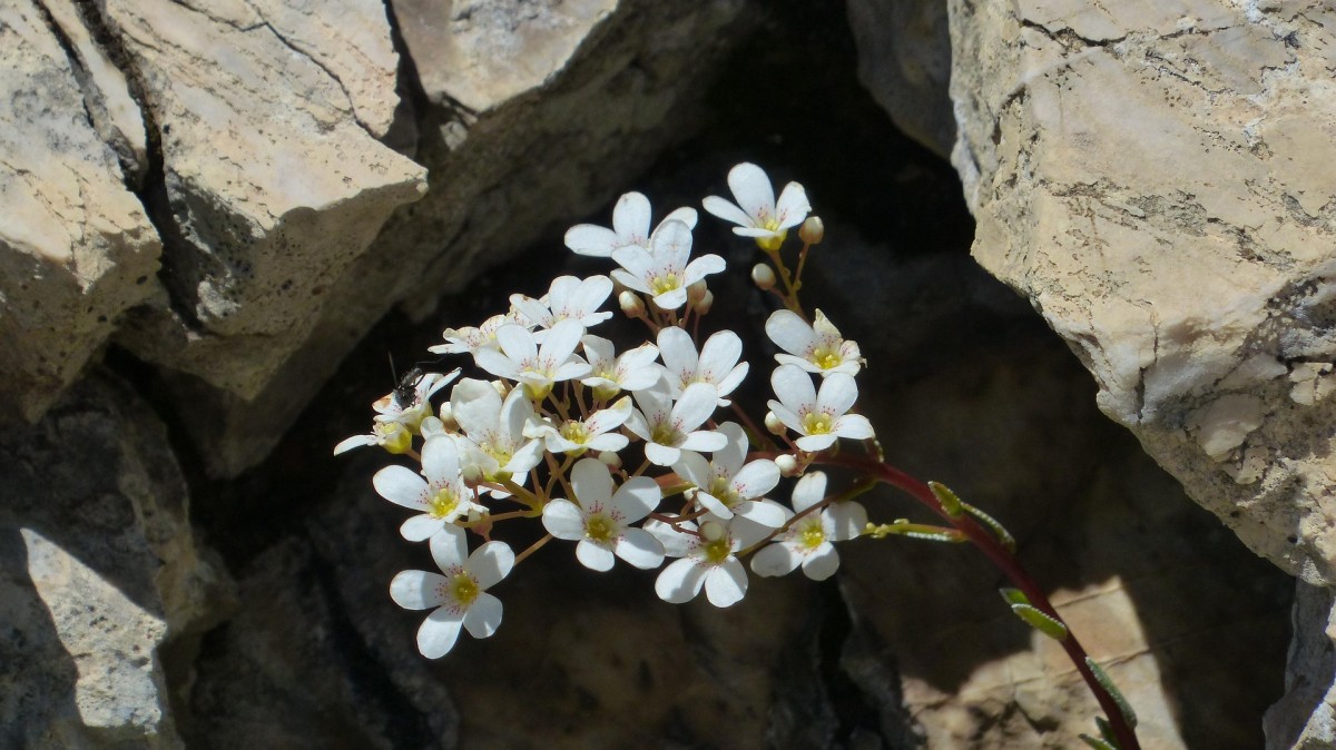 sassifraga