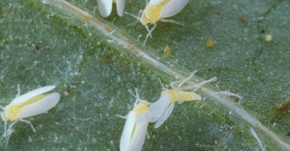 tante mosche bianche su una pianta