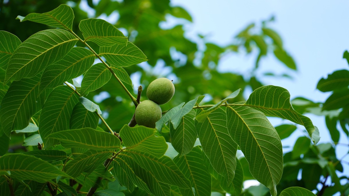 albero delle noci