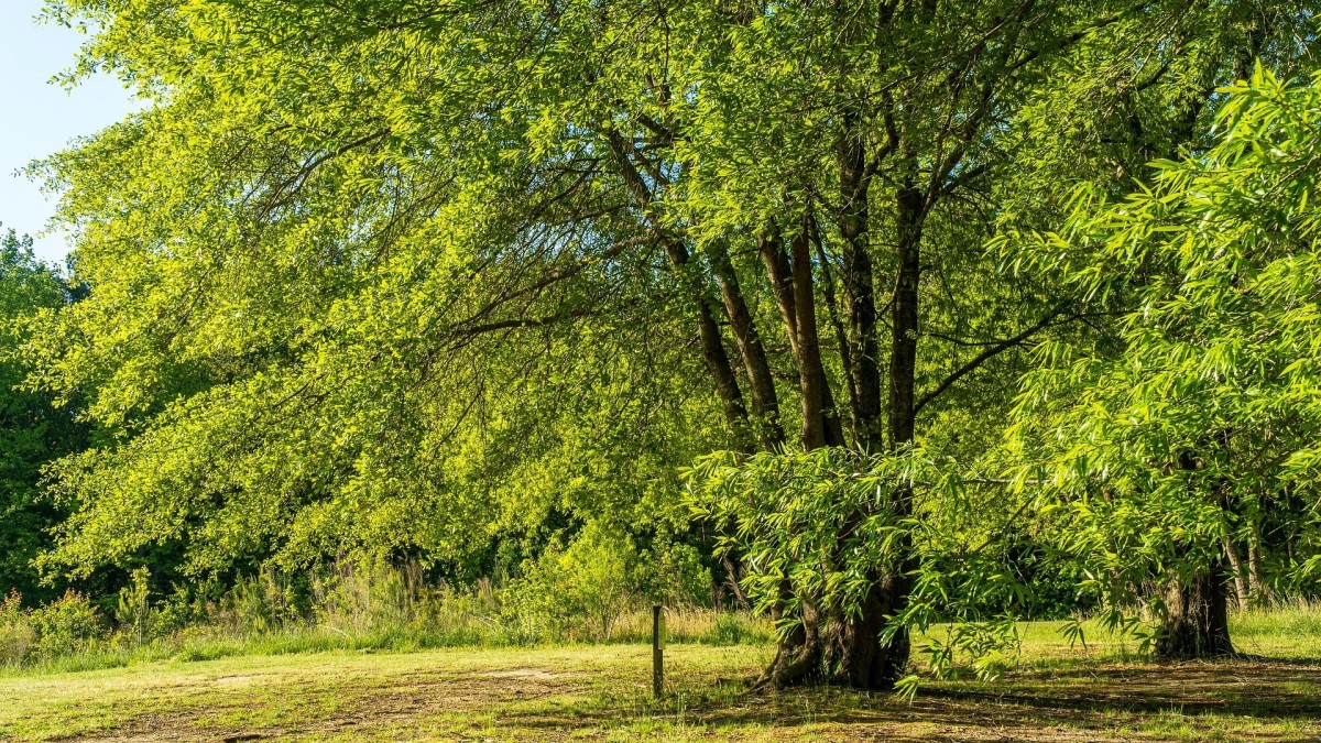 albero delle noci