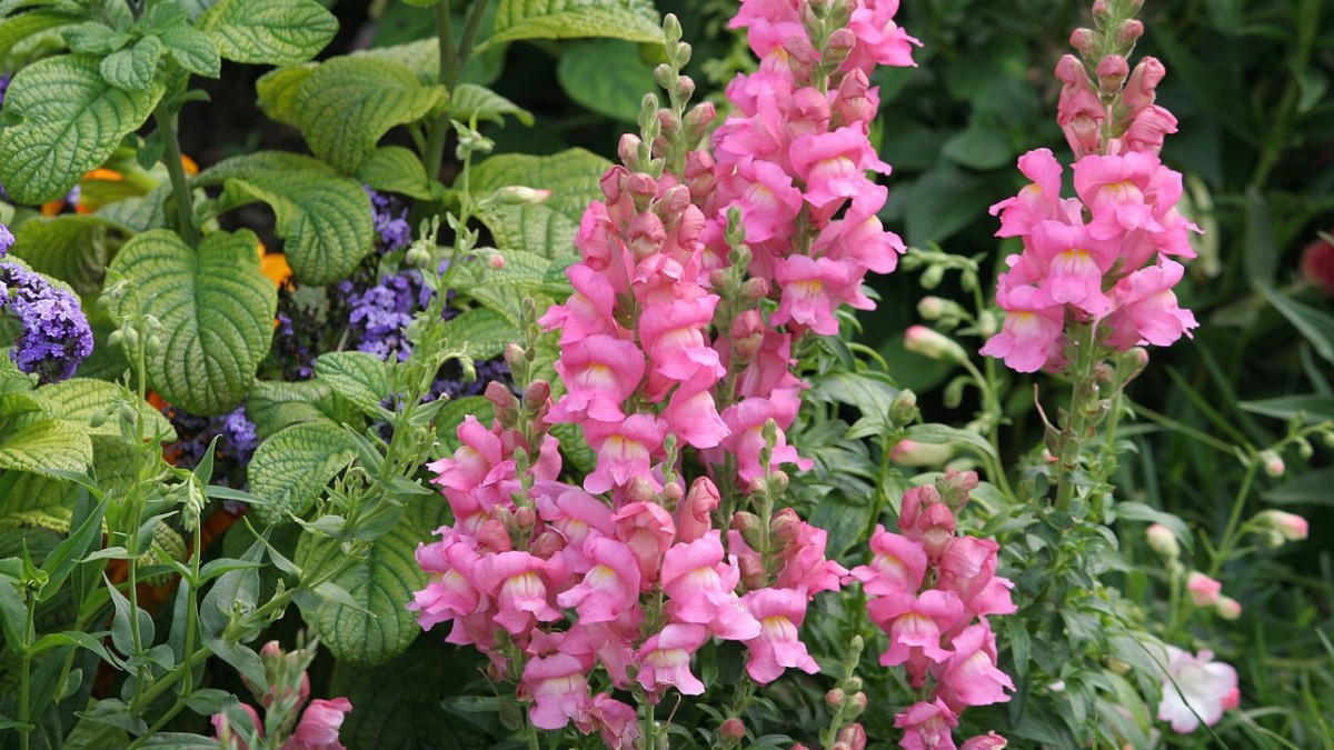 bocca di leone fiore